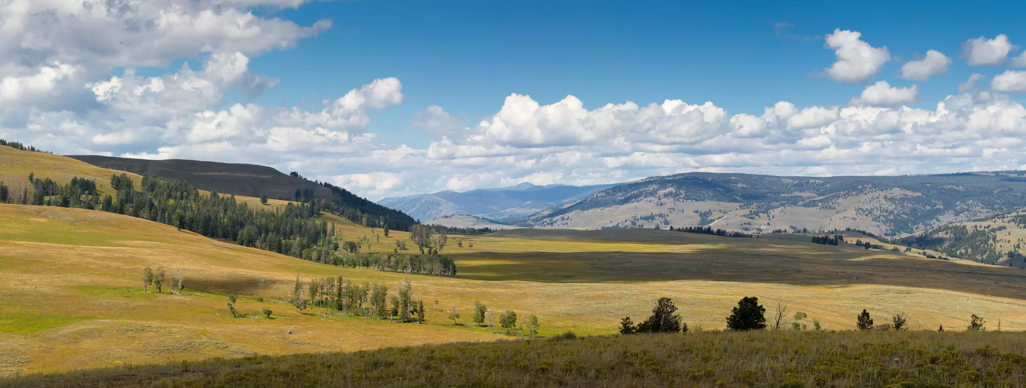 Rolling golden grassland and scattered pines of Lamar Valley under summer clouds