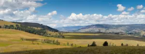 Rolling golden grassland and scattered pines of Lamar Valley under summer clouds