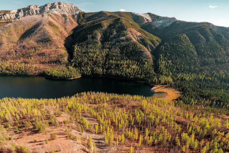 Golden autumn larches and silver snags on a slope above a dark mountain lake, with forested ridges and pale rock cliffs beyond