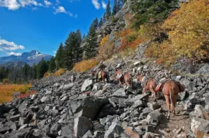 Riders leading a string of pack mules along a rocky trail below autumn aspens and a snow-capped peak