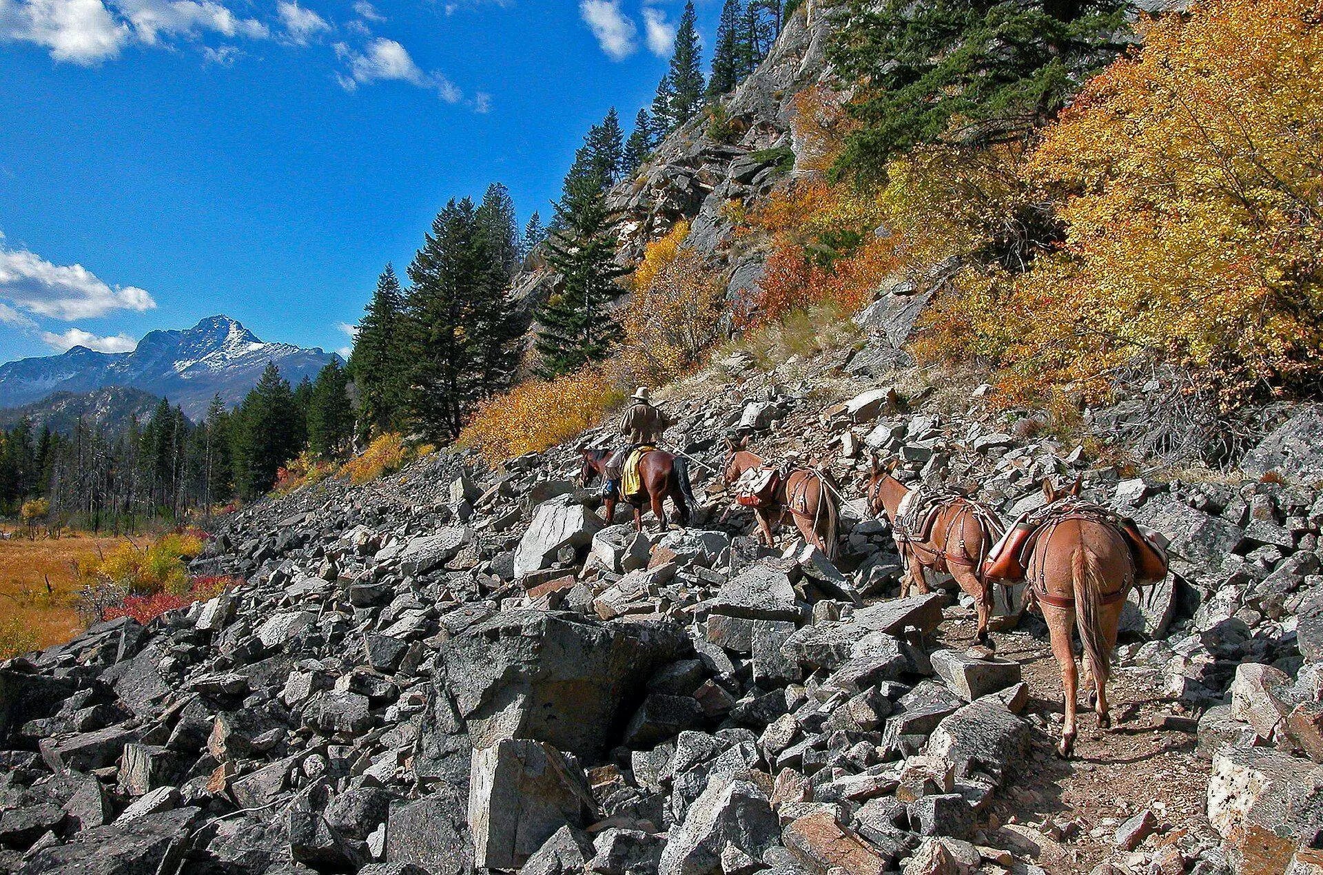 Riders leading a string of pack mules along a rocky trail below autumn aspens and a snow-capped peak