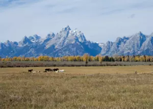 Horses resting in a golden pasture below the jagged Teton Range and autumn aspens