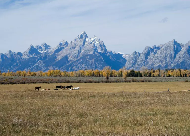 Horses resting in a golden pasture below the jagged Teton Range and autumn aspens