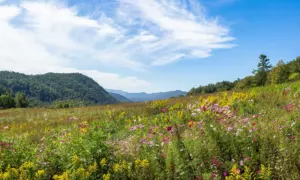 Wildflower meadow of pink cosmos and goldenrod rolling toward forested Smoky Mountain ridges under a wispy blue sky