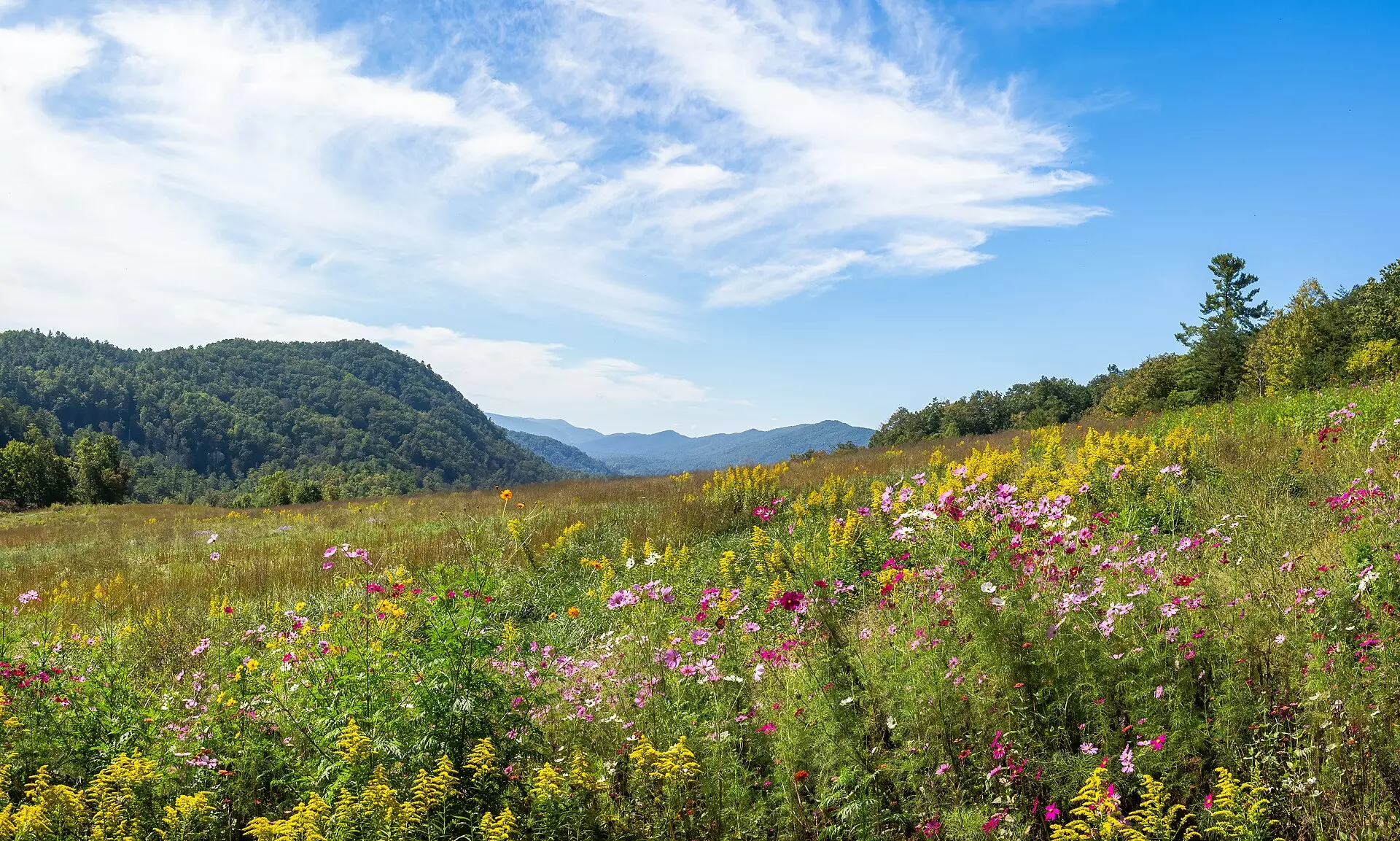 Wildflower meadow of pink cosmos and goldenrod rolling toward forested Smoky Mountain ridges under a wispy blue sky