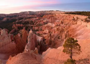 Pink dawn sky over the hoodoo-filled amphitheater of Bryce Canyon, with a lone pine on the rim in the foreground