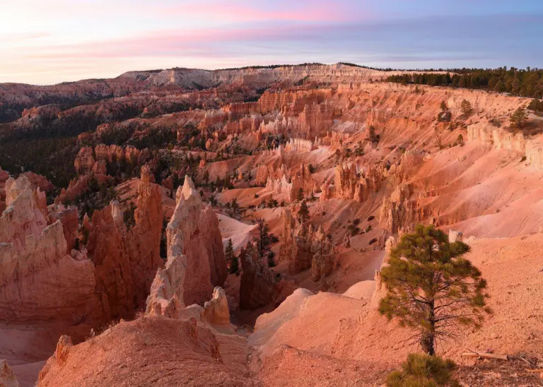 Pink dawn sky over the hoodoo-filled amphitheater of Bryce Canyon, with a lone pine on the rim in the foreground