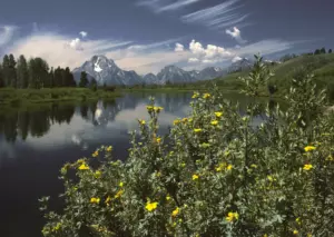 Mount Moran and the Teton Range rising beyond the calm Snake River at Oxbow Bend, with yellow-flowered shrubby cinquefoil in the foreground