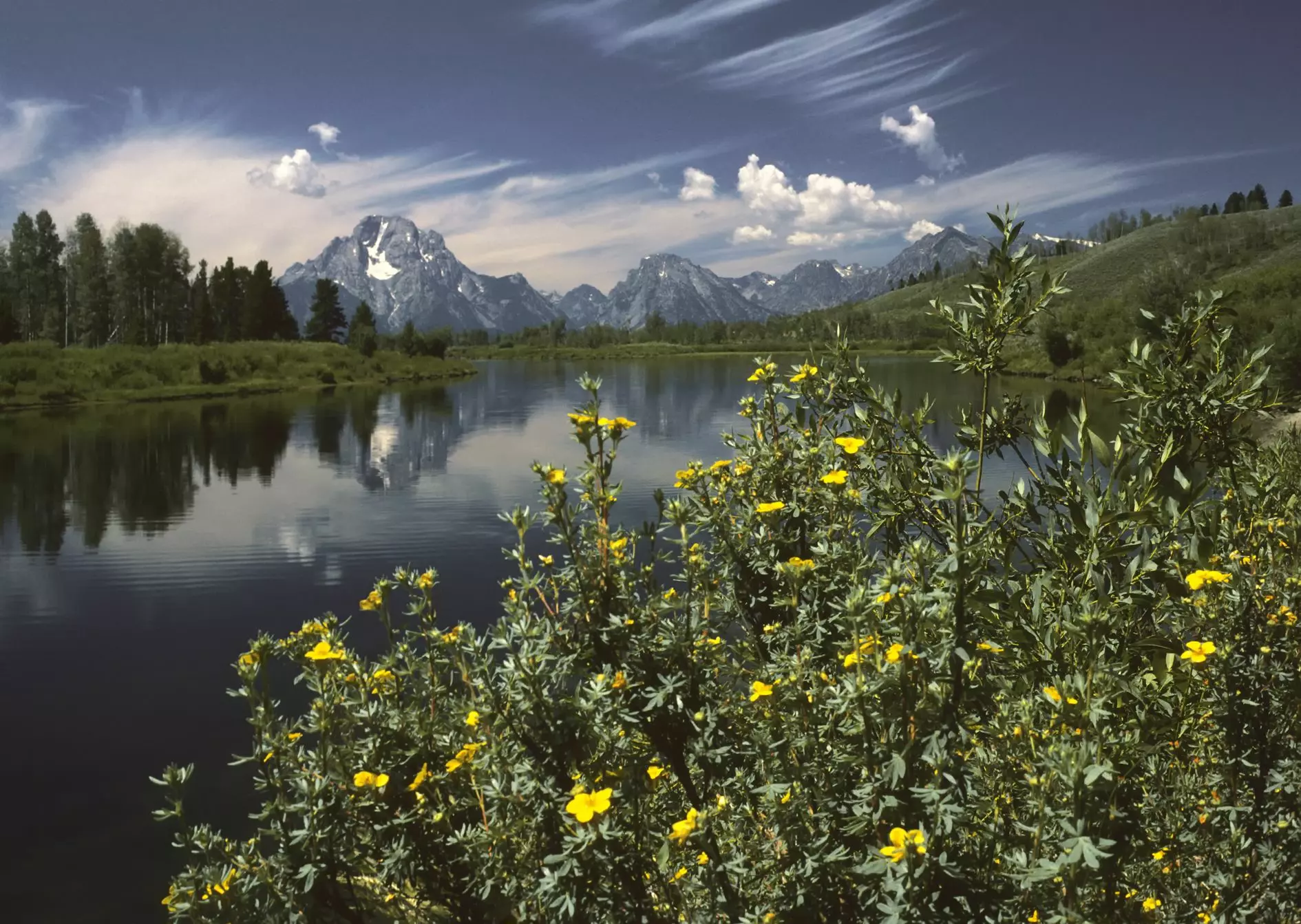Mount Moran and the Teton Range rising beyond the calm Snake River at Oxbow Bend, with yellow-flowered shrubby cinquefoil in the foreground